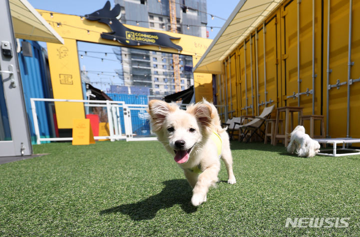 [서울=뉴시스] 추상철 기자 = 지난 19일 오후 서울 광진구 커먼그라운드 내 반려 문화 복합공간인 '커멍그라운드'에서 반려견이 뛰어 놀고 있는 모습. 2024.05.19. scchoo@newsis.com