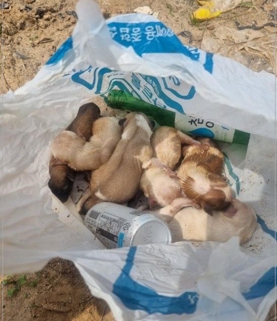 [서울=뉴시스] 비닐봉지에 버려진 새끼 강아지 7마리. (사진=보배드림 캡처) *재판매 및 DB 금지