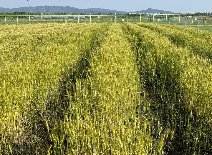 충북서 재배되고 있는 새금강 밀. (사진=충북도농기원 제공) *재판매 및 DB 금지