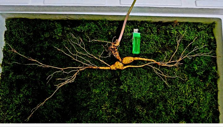 천종산삼 (사진=한국전통심마니협회 제공) *재판매 및 DB 금지