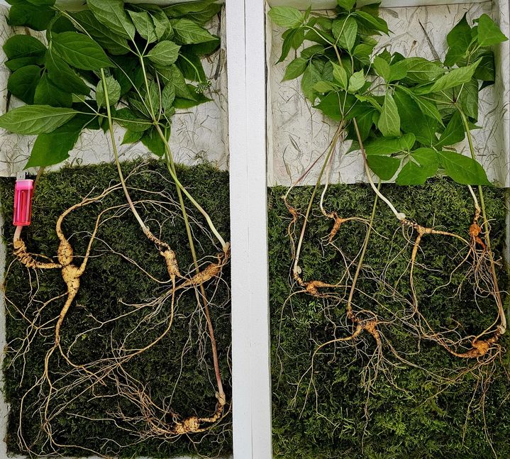 2024년 5월 소백산에서 발견된 천종산삼(왼쪽)과 일반산삼. (사진=한국전통심마니협회 제공) *재판매 및 DB 금지