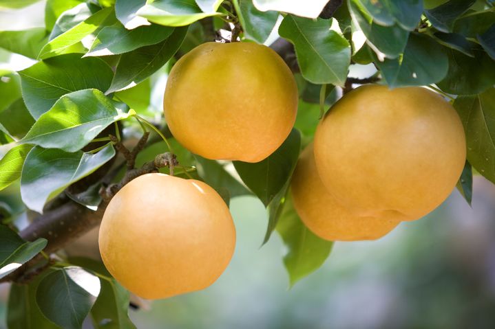 전남산 배. (사진=전남도 제공) *재판매 및 DB 금지