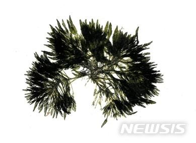 [서울=뉴시스] 참깃털말.