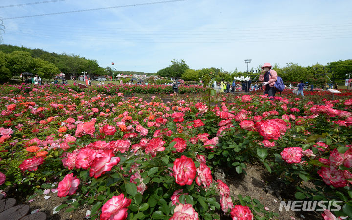 [울산=뉴시스] 배병수 기자 = 지난해 ‘제16회 울산대공원 장미축제’의 모습. 2024.05.22. bbs@newsis.com.