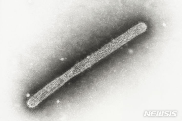 [서울=뉴시스]지난 5월 22일 미국 미시간 보건당국은 한 농장 노동자가 미국 젖소의 발병과 관련된 두 번째 인간 사례인 조류 독감 진단을 받았다고 밝혔다. 사진은 지난 2005년 조류 인플루엔자 A H5N1 바이러스 입자(비리온)을 전자현미경으로 찍은 모습. (출처=AP통신)