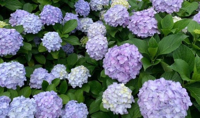 [나주=뉴시스] 나주시 동강면에 소재한 한반도 지형을 닮은 영산강 느러지 전망대로 향하는 200여m 길가에 조성된 수국꽃길. 오는 6월 말께 만개할 것으로 예상된다. (사진=나주시 제공) photo@newsis.com *재판매 및 DB 금지