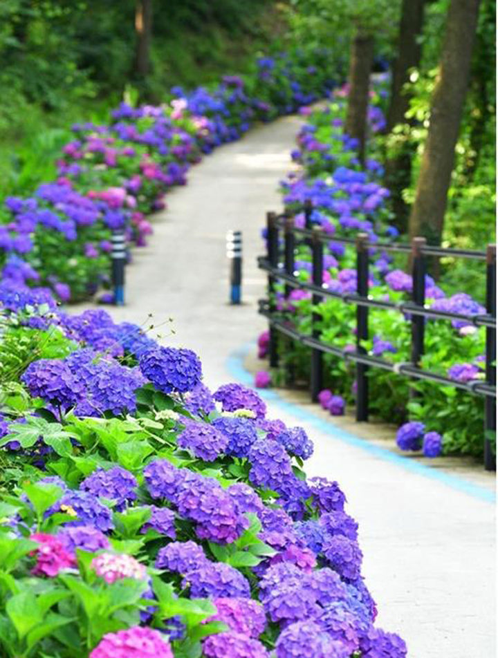 [나주=뉴시스] 나주시 동강면에 소재한 한반도 지형을 닮은 영산강 느러지 전망대로 향하는 200여m 길가에 조성된 수국꽃길. 오는 6월 말께 만개할 것으로 예상된다. (사진=나주시 제공) photo@newsis.com *재판매 및 DB 금지