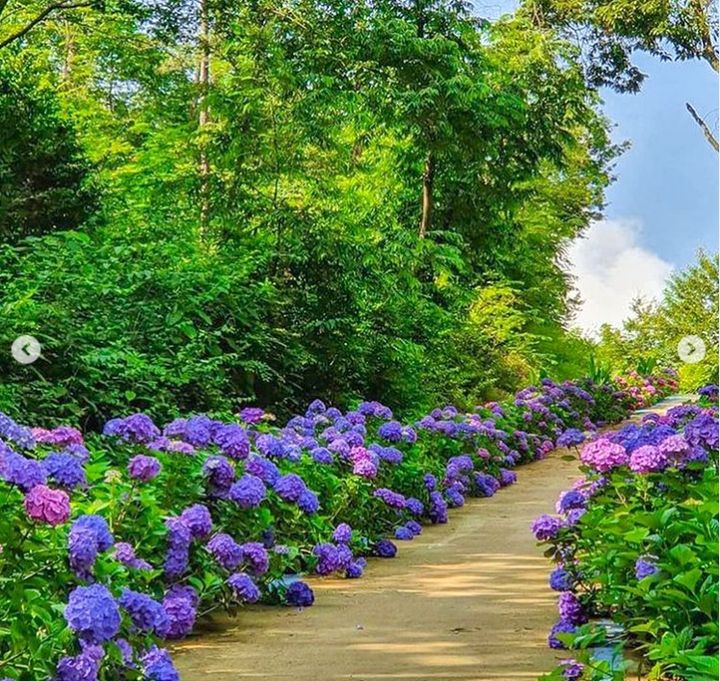 [나주=뉴시스] 나주시 동강면에 소재한 한반도 지형을 닮은 영산강 느러지 전망대로 향하는 200여m 길가에 조성된 수국꽃길. 오는 6월 말께 만개할 것으로 예상된다. (사진=나주시 제공) photo@newsis.com *재판매 및 DB 금지