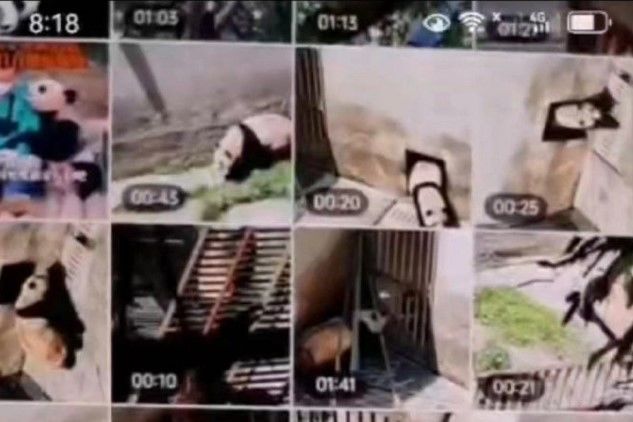 최근 중국 사회관계망서비스(SNS)에는 푸바오로 추정되는 판다를 가까이서 촬영한 사진과 푸바오의 여러 사진이 담긴 휴대전화 화면도 공개되면서 '비밀촬영', '접객' 의혹이 일었다.  *재판매 및 DB 금지