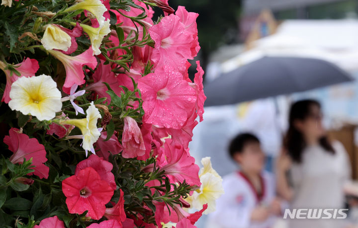 [서울=뉴시스] 김진아 기자 = 서울 등 수도권에 비가 내리기 시작한 26일 서울 노원구 화랑대 철도공원일대에 핀 나팔꽃에 빗방울이 맺혀있다. 2024.05.26. bluesoda@newsis.com