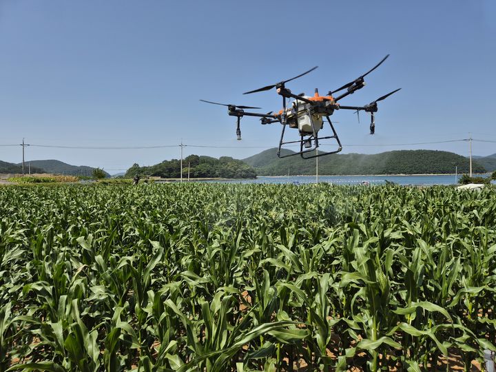 [통영=뉴시스] 신정철 기자= 통영시(시장 천영기)는 지역특화작목인 '한산찰옥수수'의 안정적인 생산 및 경쟁력 강화를 위해 옥수수에 큰 피해를 주는 외래해충인 열대거세미나방 드론 항공방제를 실시했다. 사진은 드론 항공방제 모습. (사진=통영시 제공).2024.05.27. photo@newsis.com *재판매 및 DB 금지