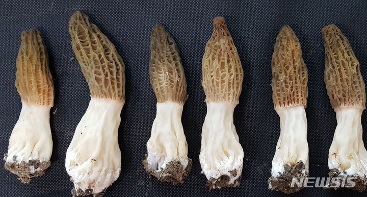 [전주=뉴시스]윤난슬 기자 = 농촌진흥청은 세계적 희귀 버섯인 '모렐버섯(곰보버섯)'을 생산할 수 있는 인공 재배 기술을 국내에서 처음으로 개발하고 특허등록을 마쳤다고 28일 밝혔다.(사진=농진청 제공)