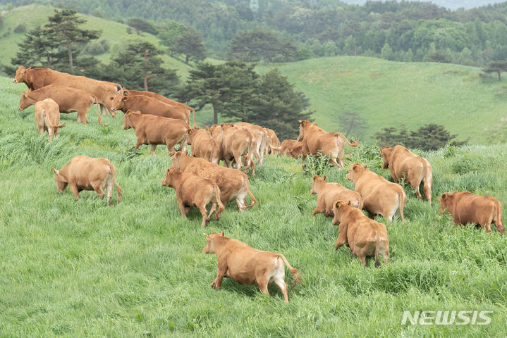 농진청, 초지 온실가스 흡수량 국내 기준으로 산정 개발