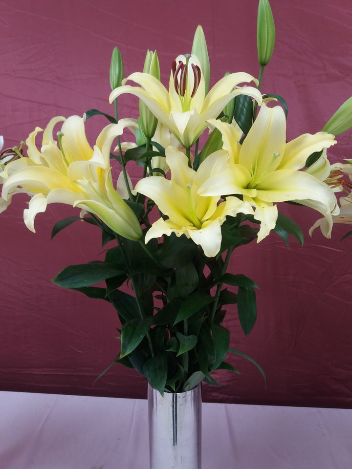 [홍성=뉴시스] 농림축산검역본부는 국산 백합과 심비디움 절화에 대한 뉴질랜드 수출 검역협상이 지난달 20일 최종 타결됐다고 7일 밝혔다. 사진은 충남 백합 3총사 크림벨. 2024.05.28. photo@newsis.com *재판매 및 DB 금지