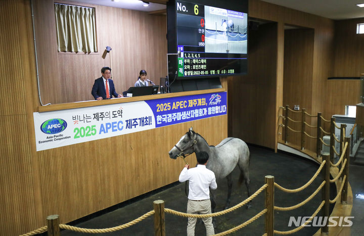 [제주=뉴시스] 우장호 기자 = 28일 오전 제주시 조천읍 교래리 한국마사회(회장 정기환) 제주목장에 위치한 한국경주마생산자협회 경매장에서 경주마 2세 경매가 진행되고 있다. 2024.05.28. woo1223@newsis.com