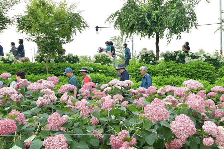 [공주=뉴시스] 유구색동수국정원 꽃 축제 모습.(사진=뉴시스 DB). photo@newsis.com&nbsp; *재판매 및 DB 금지