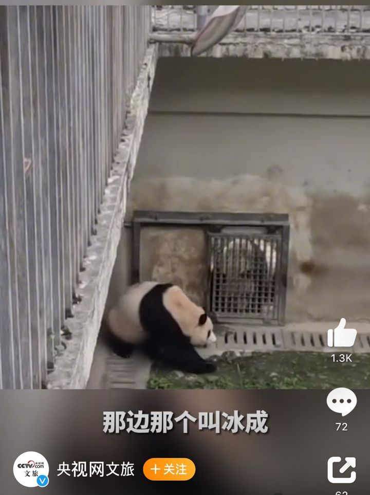 [서울=뉴시스]지난달 초 한국을 떠나 중국으로 반환된 자이언트판다 푸바오의 이웃은 2마리의 수컷 판다로 알려졌다. 28일 중국중앙(CC)TV가 보도한 푸바오 현재 상황이 담긴 모습. <사진출처: 웨이보> 2024.05.29