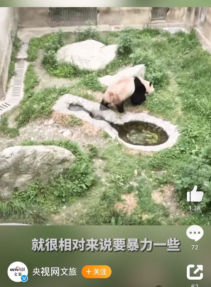 [서울=뉴시스]지난달 초 한국을 떠나 중국으로 반환된 자이언트판다 푸바오의 이웃은 2마리의 수컷 판다로 알려졌다. 28일 중국중앙(CC)TV가 보도한 푸바오 현재 상황이 담긴 모습. <사진출처: 웨이보> 2024.05.29 