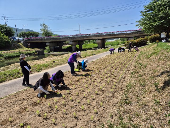 [양산=뉴시스] 소주동 행정복지센터가 회야강변 일대에 꽃단지를 조성하고 있다. (사진=양산시 제공) 2024.05.30. photo@newsis.com *재판매 및 DB 금지