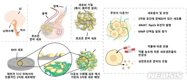 [광주=뉴시스] 말단비대증 치료 뇌하수체 종양모델 개발 개요. (사진=광주과학기술원 제공) 2024.05.30. photo@newsis.com 