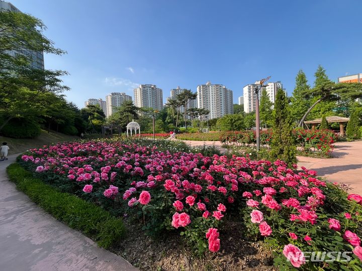 [오산=뉴시스] 고인돌공원 장미뜨레 모습 (사진 = 오산시 제공) 2024.05.30. photo@newsis.com 