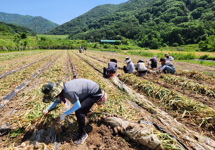 [창녕=뉴시스] 성산면에서 농촌 일손 돕기 마늘 수확을 하고 있다. (사진=창녕군 제공) 2024.05.30. photo@newsis.com *재판매 및 DB 금지