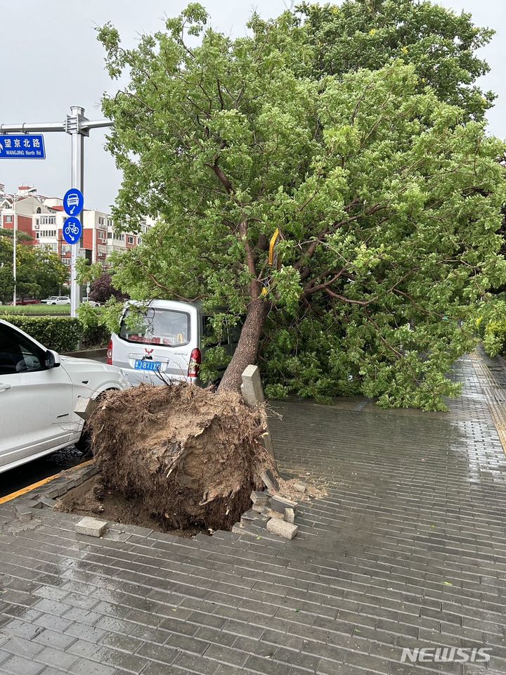 [베이징=뉴시스]30일 오후 중국 베이징에서 갑자기 돌풍을 동반한 폭우가 쏟아져 곳곳에서 가로수가 부러지거나 뽑히는 등 피해가 발생했다. 사진은 한인들이 많이 모여사는 지역인 왕징의 한 거리에서 뿌리째 뽑혀 넘어진 가로수.(사진=독자 제공) 2024.5.30 photo@newsis.com