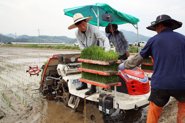 [밀양=뉴시스] 안병구 경남 밀양시장이 30일 초동면 검암리 모내기 현장을 방문해 이앙기를 이용해 모내기하고 있다. (사진=밀양시 제공) 2024.05.31. photo@newsis.com&nbsp;&nbsp; *재판매 및 DB 금지