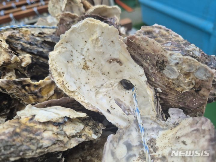 [통영=뉴시스]우량 모패장 조성용 참굴 채묘연.(사진=경상남도수산자원연구소 제공) 2024.05.31. photo@newsis.com