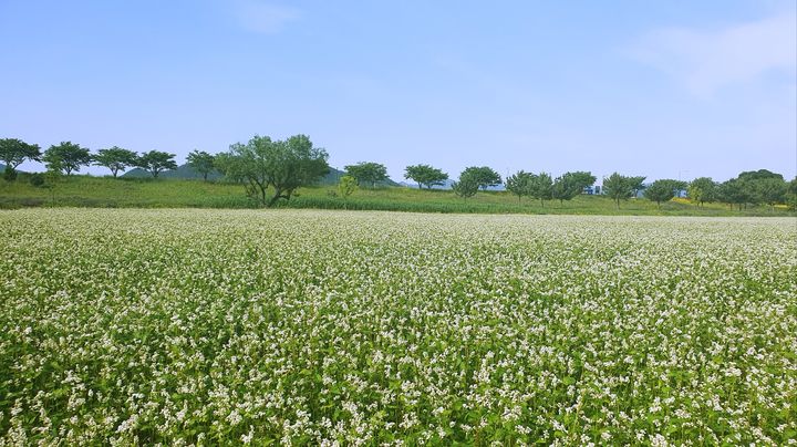 [밀양=뉴시스] 밀양시 하남읍 명례생태공원 메밀밭 전경. (사진=밀양시 제공) 2024.06.01. photo@newsis.com *재판매 및 DB 금지