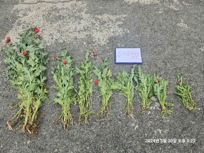 [울산=뉴시스] 박수지 기자 = 압수된 마약용 양귀비. (사진=울산경찰청 제공) 2024.05.31. photo@newsis.com *재판매 및 DB 금지