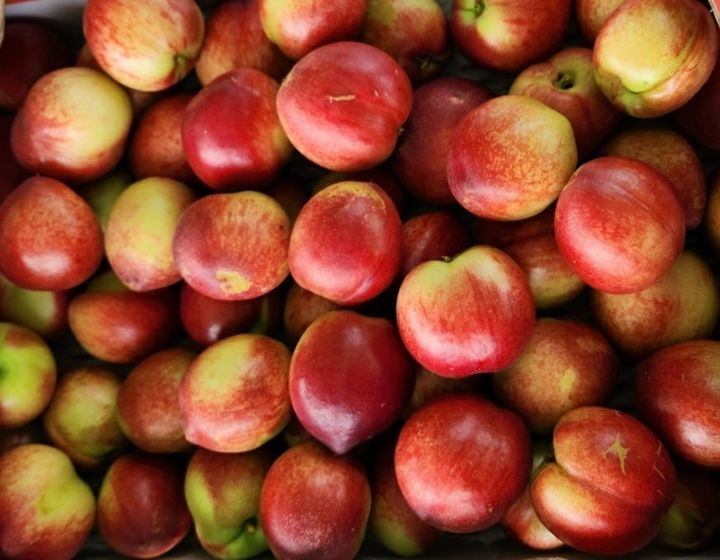 영동산 '제철과일' 신비복숭아·옐로드림 출하…재배면적 증가