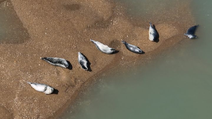 [서산=뉴시스] 지난 5월 23일 가로림만 서산시 대산읍 오지리 앞 모래톱에서 점박이물범 7마리가 햇볕을 쬐고 있다. (사진=서산시 제공) 2024.06.04. *재판매 및 DB 금지