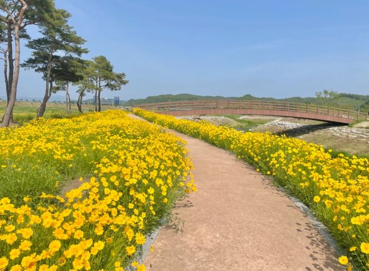 예천 삼강문화단지에 금계국이 활짝 피어 있다. (사진=예천군 제공) *재판매 및 DB 금지