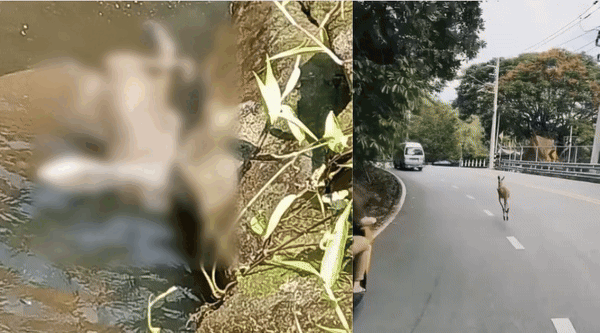 [서울=뉴시스] 치앙마이 동물원에서 탈출한 캥거루가 도이 수텝-푸이 국립공원에 죽은 채 발견됐다(사진= 페이스북, 방콕포스트 갈무리) *재판매 및 DB 금지