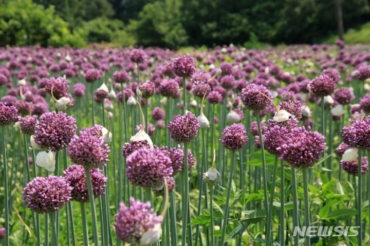 [강진=뉴시스]강진 작천면 부흥마을 코끼리마늘 재배단지.