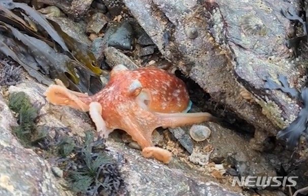 해변에 있는 바위 밑에서 나타난 문어가 흰색에서 주황색으로 변하는 희귀한 광경이 포착됐다. 출처 : @ciara Taylor *재판매 및 DB 금지