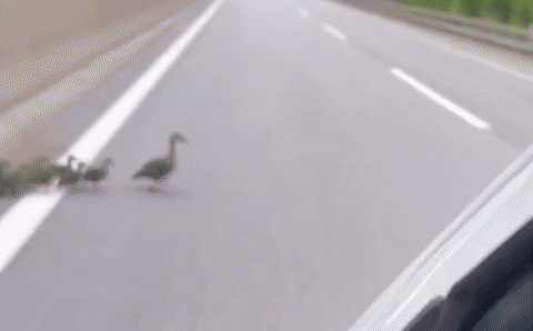 [서울=뉴시스] 도로 위에 나타난 오리 가족이 안전하게 지나갈 수 있도록 기다려준 영상이 공개돼 화제가 됐다(사진= _hwaji 인스타그램 갈무리) *재판매 및 DB 금지