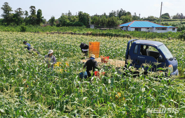 [제주=뉴시스] 우장호 기자 = 초당옥수수 수확 현장. (사진=뉴시스 DB) woo1223@newsis.com