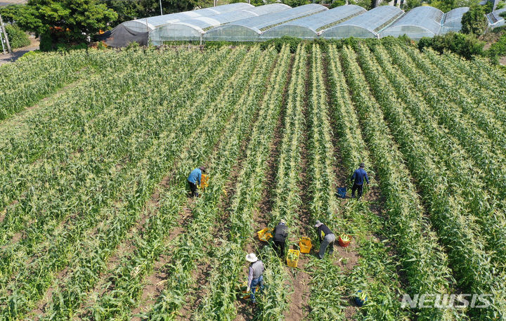 [제주=뉴시스] 제주시 애월읍 수산리의 밭에서 농민들이 초당옥수수 수확 작업을 하고 있다. (사진=뉴시스DB) photo@newsis.com