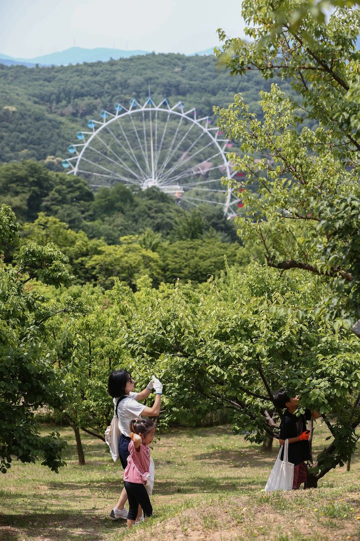 지난해 열렸던 에버랜드 매실 따기 행사 모습.(사진=에버랜드 제공) *재판매 및 DB 금지