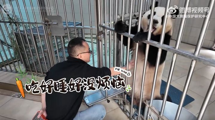 푸바오가 체중을 재는 모습이 중국판다보전연구센터 웨이보 공식계정 영상을 통해 공개됐다. (사진=웨이보 중국판다보전연구센터 갈무리) *재판매 및 DB 금지