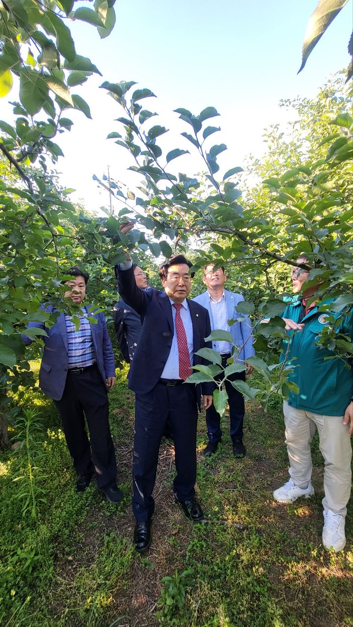 [밀양=뉴시스] 박상웅(밀양·의령·함안·창녕) 의원은 밀양시 산내면의 사과 착과 문제로 피해를 입은 얼음골사과 과수원을 방문하고 있다. (사진=밀양시 제공) 2024.06.06. photo@newsis.com  *재판매 및 DB 금지