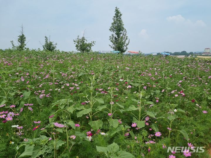 [세종=뉴시스] 김동현 기자 =안성팜랜드 내에 위치한 목초지의 모습. 가을에 피는 분홍코스모스와 여름에 피는 황화 코스모스 등이 만개한 모습.2024.06.06