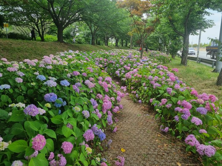 [부산=뉴시스] 부산 사상구 금강화학 버스정류장 뒤 낙동제방에 식재된 수국. (사진=사상구청 제공) *재판매 및 DB 금지