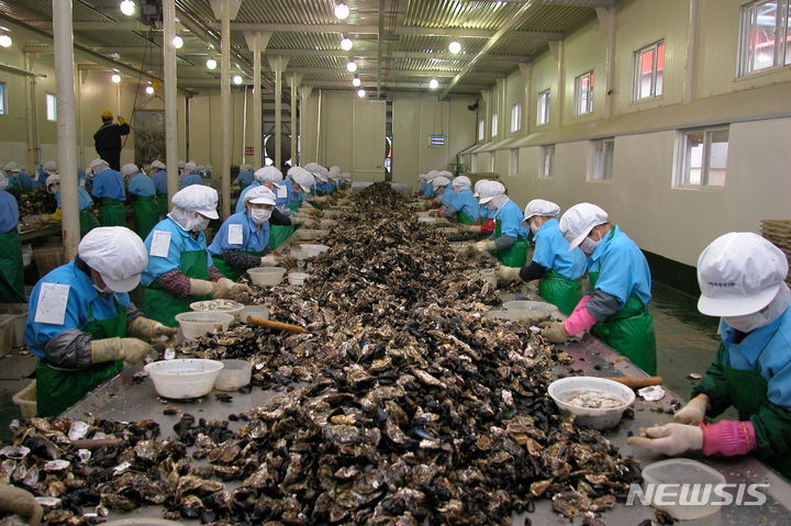 [창원=뉴시스]경남 남해안 청정 굴 까기 작업장.(사진=경남도 제공) 2024.06.09. photo@newsis.com