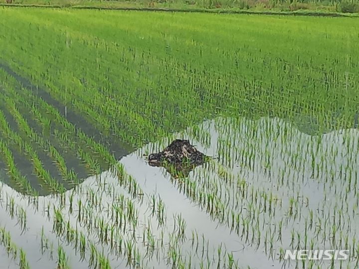 [인천=뉴시스] 김동영 기자 = 9일 오전 인천 강화군의 한 논에 북한의 대남 오물풍선이 내려앉아 있다. (사진=인천소방본부 제공) 2024.06.09. photo@newsis.com