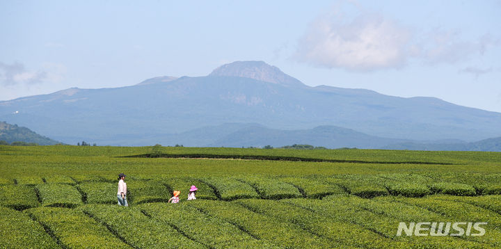 [서귀포=뉴시스] 우장호 기자 = 제주 서귀포시 안덕면 녹차밭을 찾은 관광객들이 즐거운 시간을 지내고 있다. (사진=뉴시스DB) woo1223@newsis.com