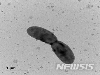 [서울=뉴시스] 희귀 신종 미생물 루티모나스 지아잔틴니파시엔스(Lutimonas zeaxanthinifaciens) YSD2104T균주의전자현미경 사진. (제공 = 국립해양생물자원관)