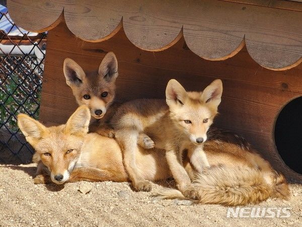 [서울=뉴시스] 지난 6월11일 서울대공원에 있는 여우의 모습 (사진=서울시 제공). 2024.06.11. photo@newsis.com 